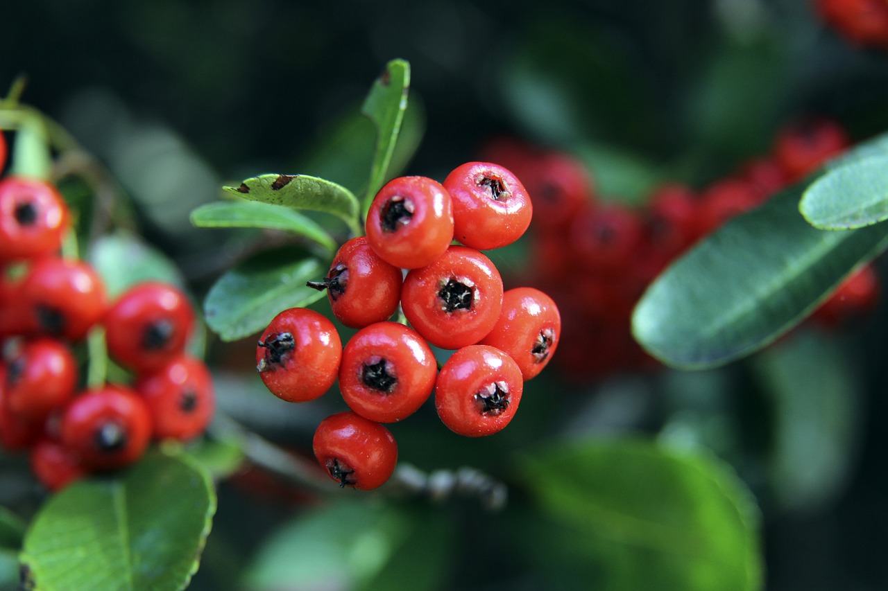 竞技项目中 竞技项目中